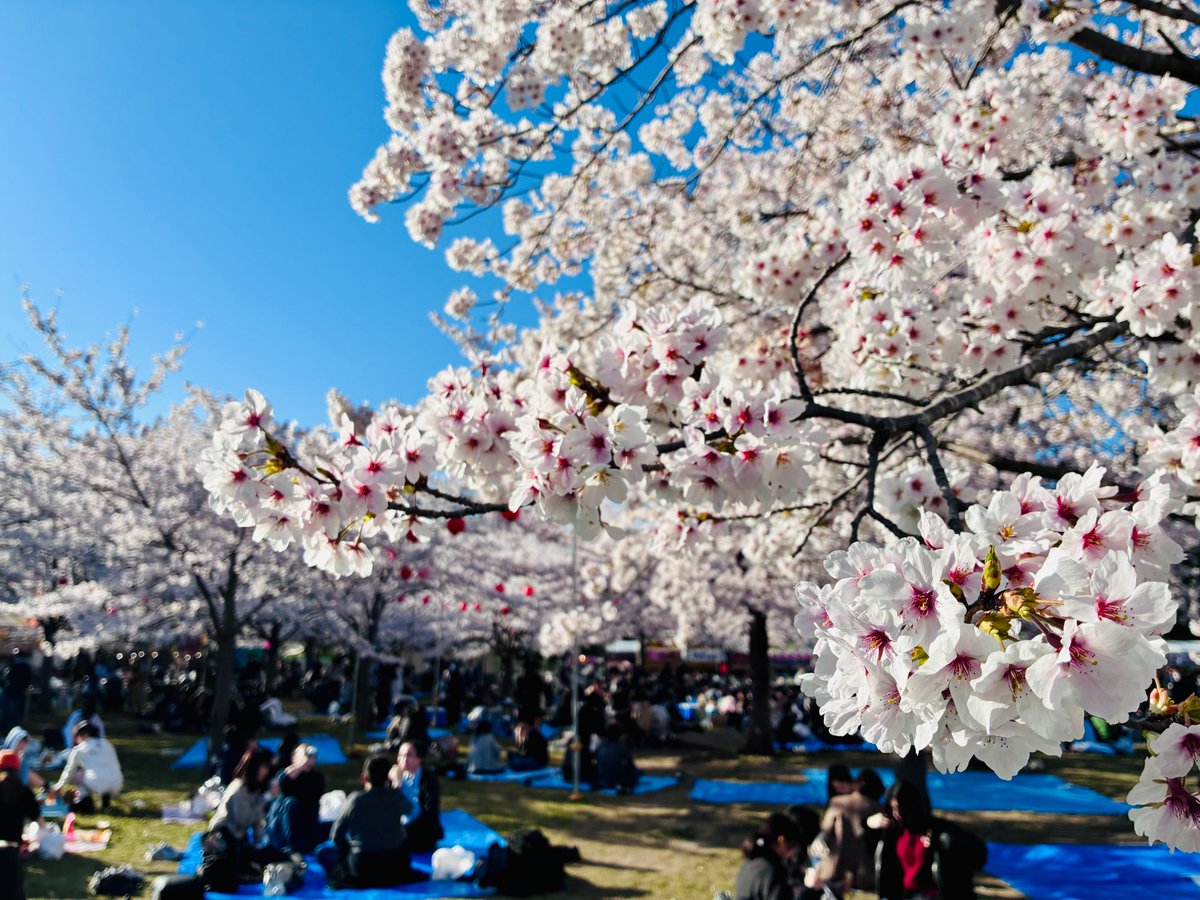 send_ai2011's tweet photo. 昨日4/8の西公園の様子です🌸
満開の桜と青空の下、お花見を楽しむ方々で賑わっていました😊まだまだ見頃ですので、ぜひ足をお運びください！
#せんだい旅日和 #仙台 https://t.co/VayXHfkh6T