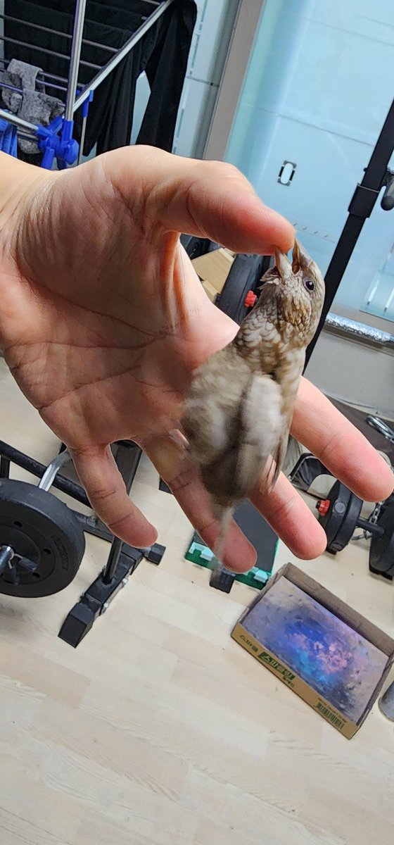 십자매 가게에 가서 <이 가게에서 가장 사납고 난폭한 미치광이 싸이코 십자매를 주세요> 라고 주문한 결과.
사람을 물겠다고 덤벼드는 십자매는 생전 처음본다.