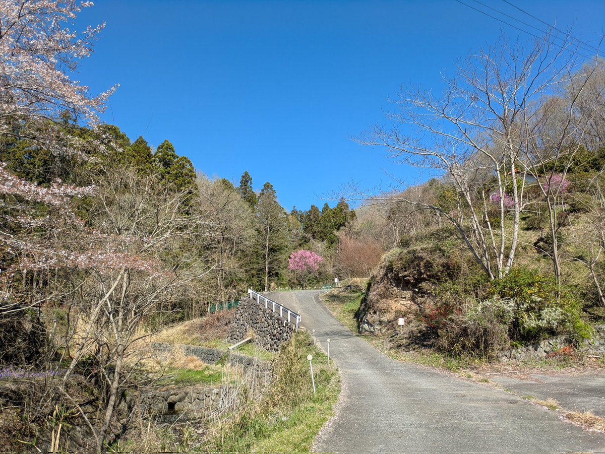 kuro441's tweet photo. 今週から埼玉県北で盛土調査

本庄、深谷、美里辺りを廻っております

桜、だいぶ散りました https://t.co/wz5omMMeFZ