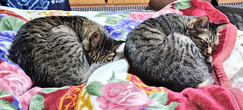 寝込みうどん🍜 伊豆大島 tweet media