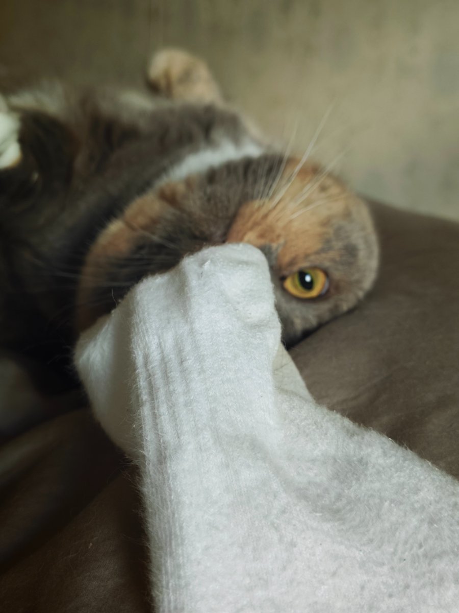 小麻雀 tweet media