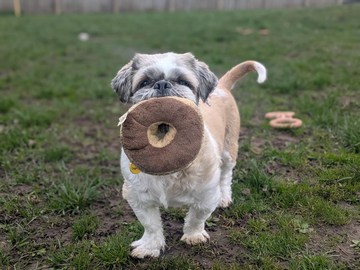 DogsTrust West Calder (Edinburgh) and Dundee tweet media