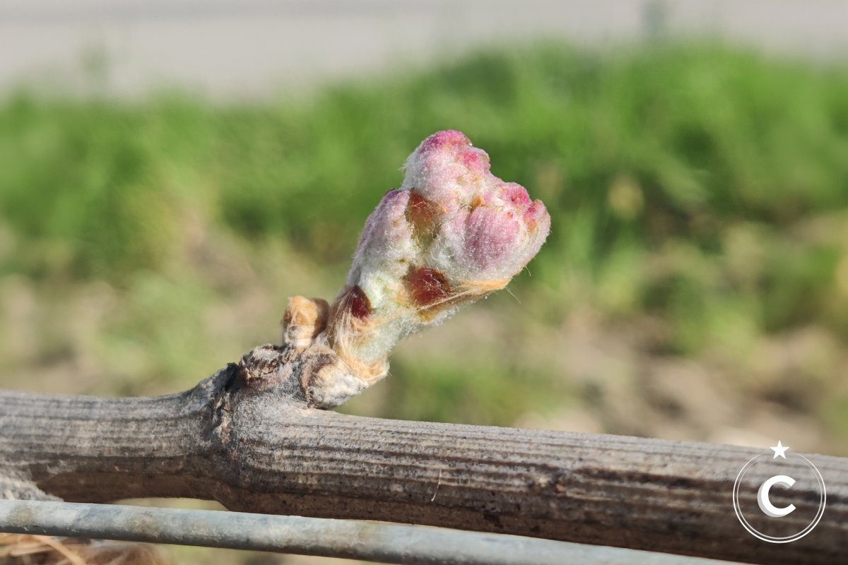 ChampagnCattier's tweet photo. The vineyard is slowly emerging from its winter sleep. The buds appear and gradually open, giving rise to young leaves ready to enjoy the spring light.
#champagnecattier #cattier #premiercru #ledevoirdexcellence https://t.co/nq8u957NVL