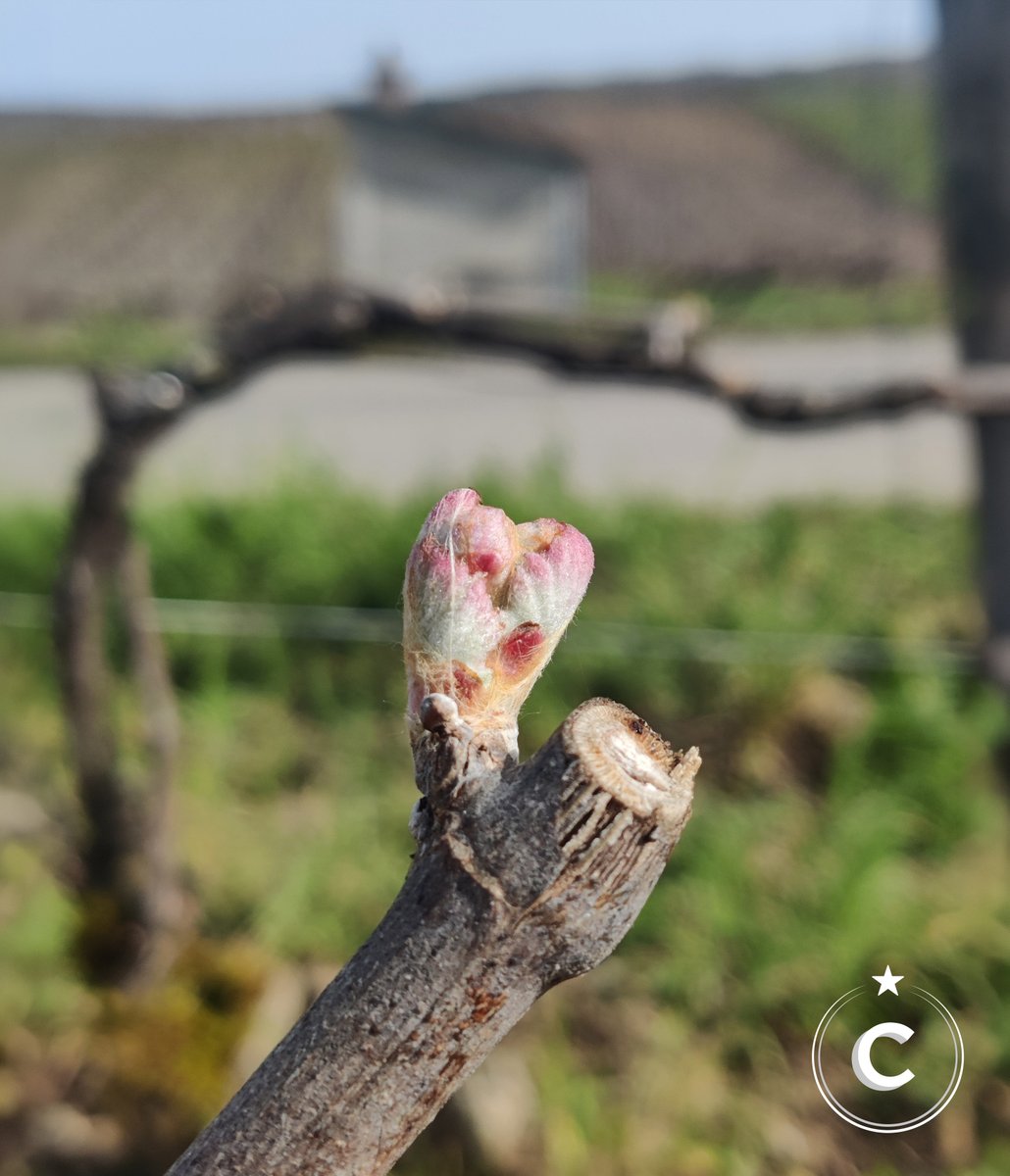 ChampagnCattier's tweet photo. The vineyard is slowly emerging from its winter sleep. The buds appear and gradually open, giving rise to young leaves ready to enjoy the spring light.
#champagnecattier #cattier #premiercru #ledevoirdexcellence https://t.co/nq8u957NVL