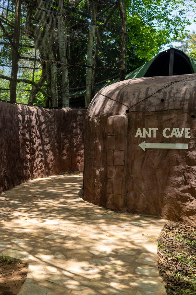 soronkoacademy's tweet image. Last month, the Soronko Academy team shared an unforgettable bonding experience at Safari Valley Resort. 💜

Nestled in lush greenery, we recharged in nature, explored together on safari, and interacted with various exotic animals

#TeamBonding #SafariEscape