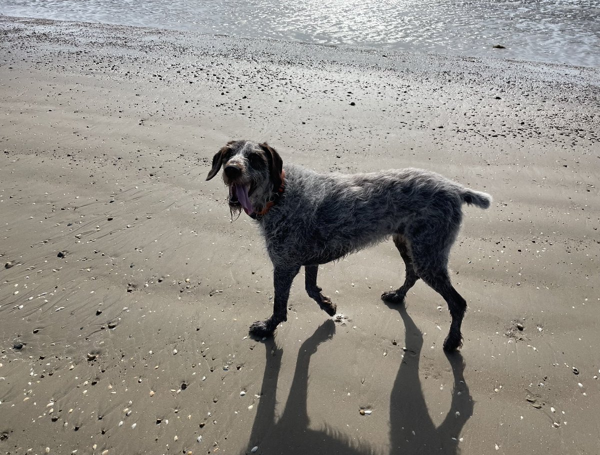HayhurstBoo's tweet image. Goofball #love #beach #dogsofinstagram #follow #bestlife #closeup #dogsoftwitter