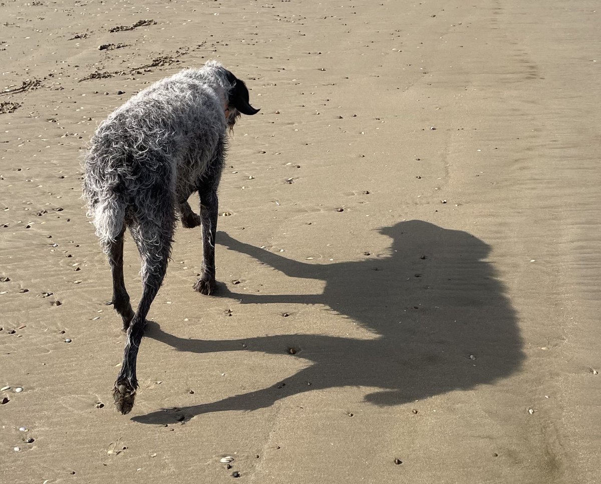 HayhurstBoo's tweet image. Goofball #love #beach #dogsofinstagram #follow #bestlife #closeup #dogsoftwitter