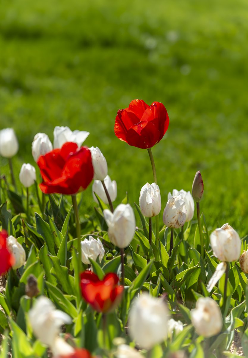 PelinGenc_'s tweet image. Tulips in  red and white 🌷 ❤️🤍
📷#Let's fill TL with flowers