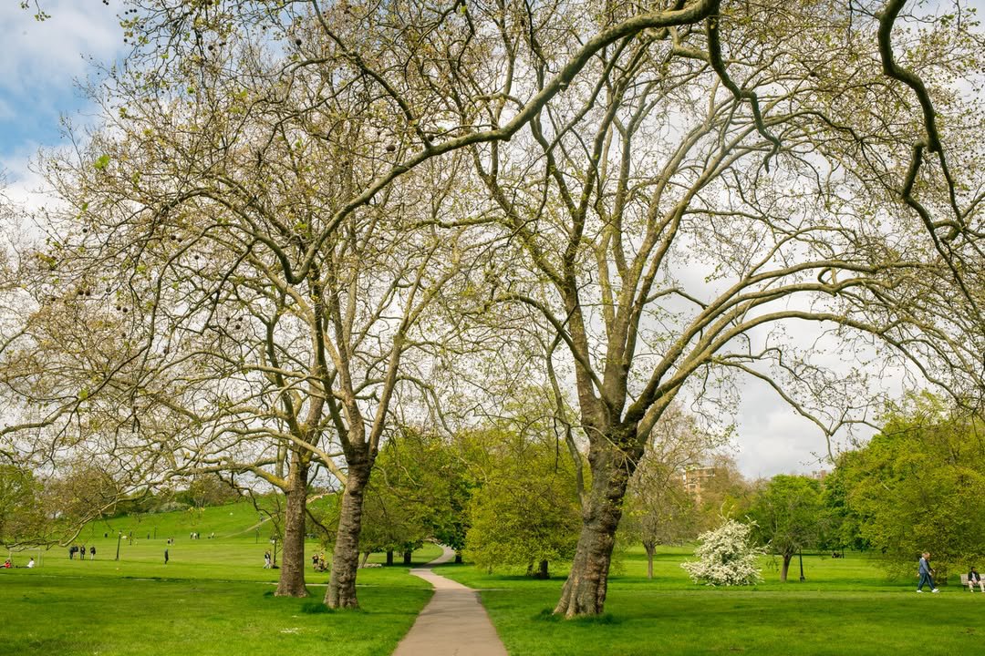 theroyalparks's tweet photo. We can confirm that as of this morning, Thursday 9 April, Primrose Hill has fully reopened to the public.

The tragic stabbings that took place on Primrose Hill on Tuesday evening are being investigated by the police. Our thoughts are with the families at this time. https://t.co/p9HelJ1Ih4