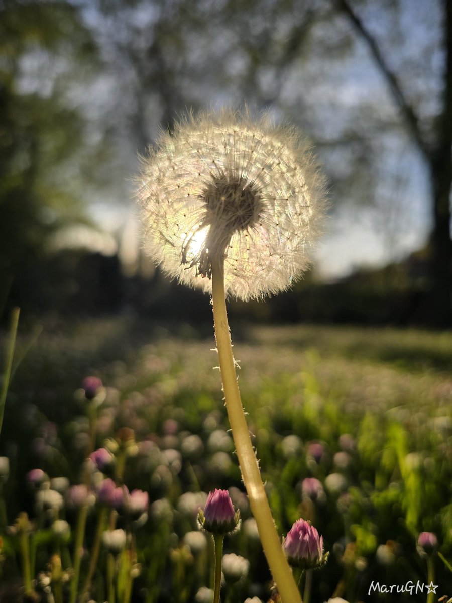 MaruGN☆ tweet media