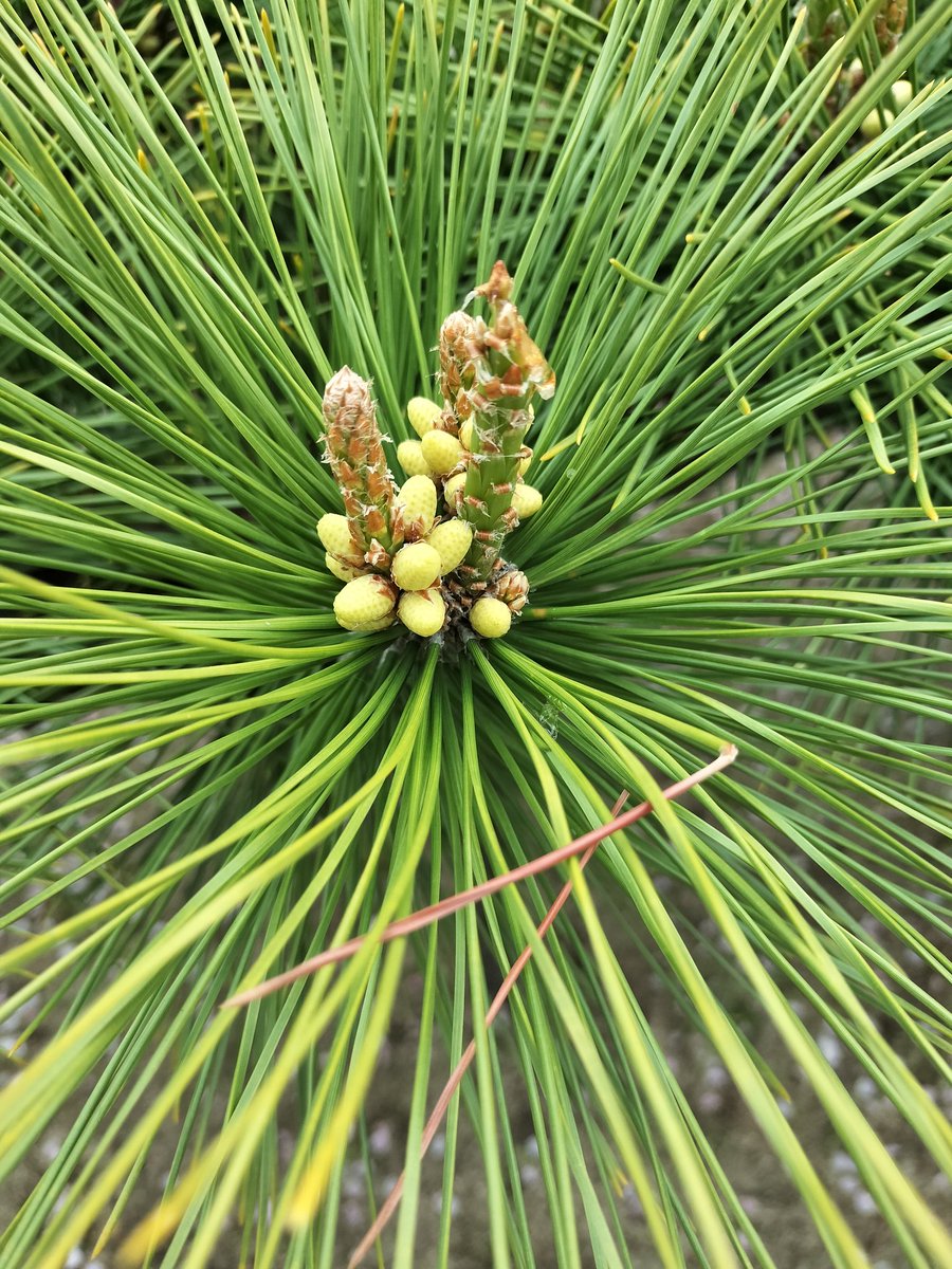 場末のいくちゃん@ColorSing tweet media