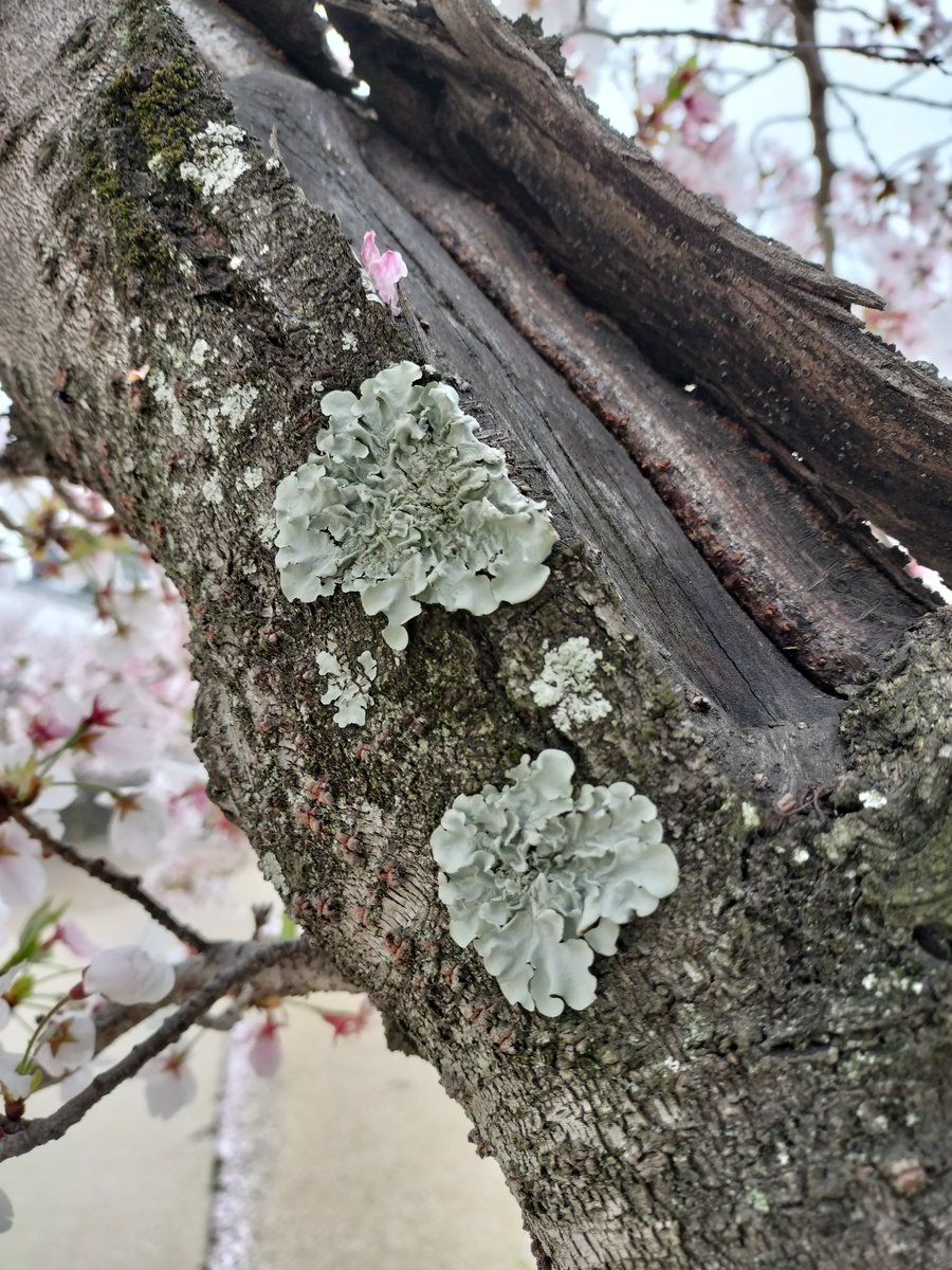 場末のいくちゃん@ColorSing tweet media