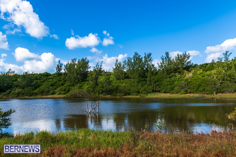 bernewsdotcom's tweet image. Greens, blues and nature's hues at the Spittal Pond nature reserve #Bermuda #ForeverBermuda Bernews.com