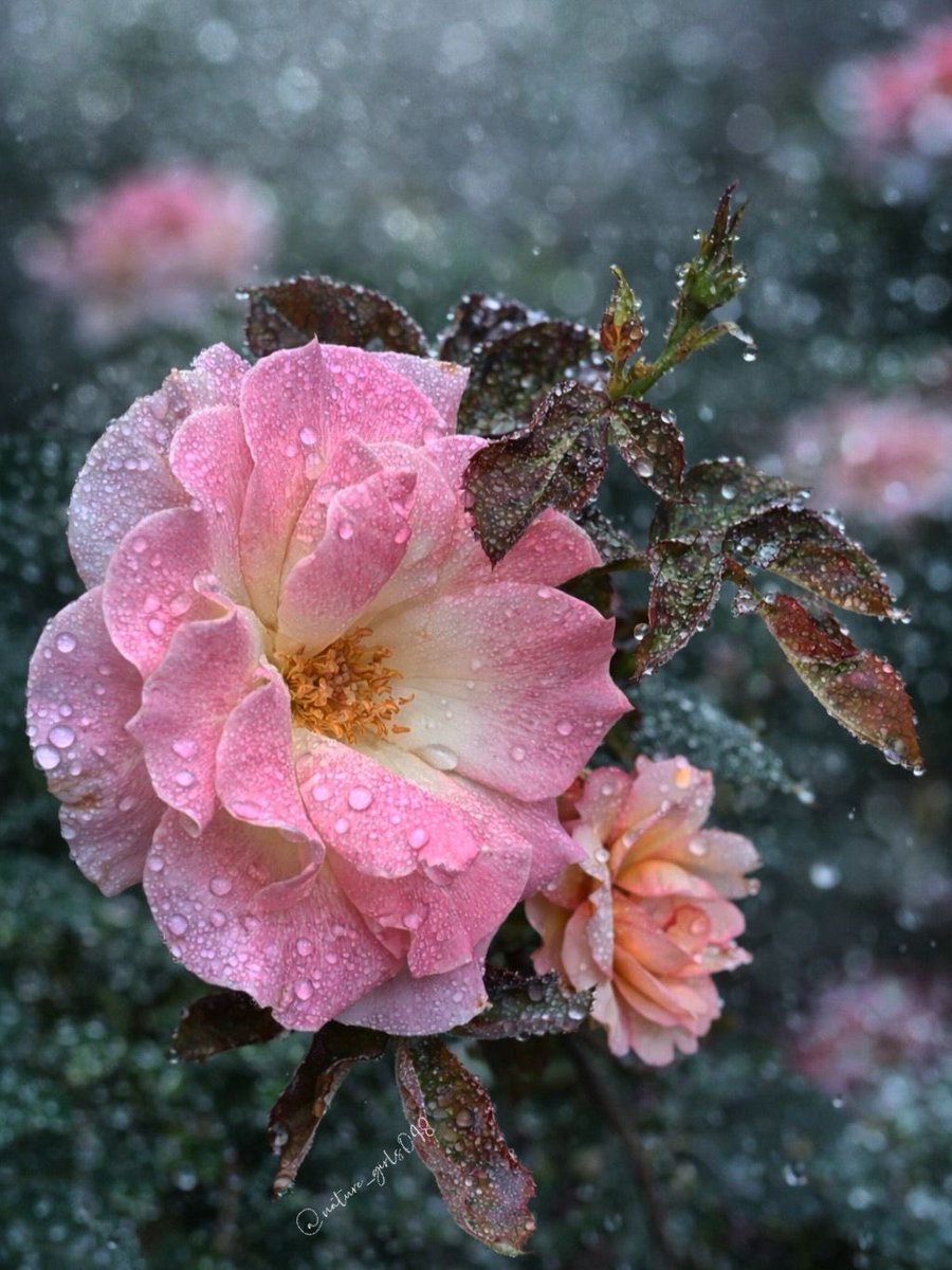 🦉nature_girls098 🦋🐝 tweet media