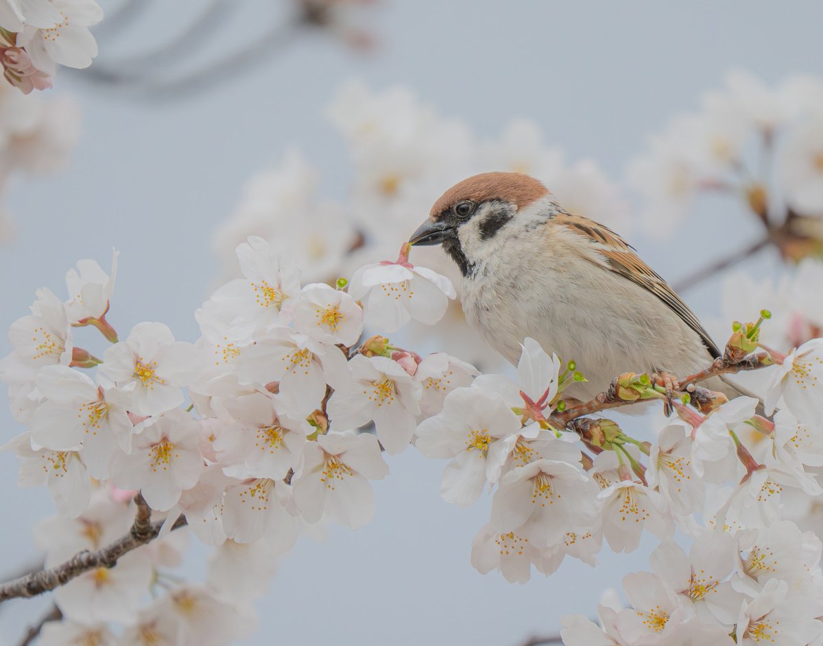 ソニア@春例け15ab tweet media