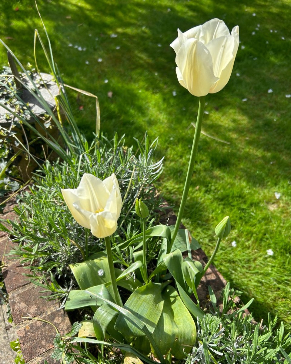 Greg Mosse tweet media