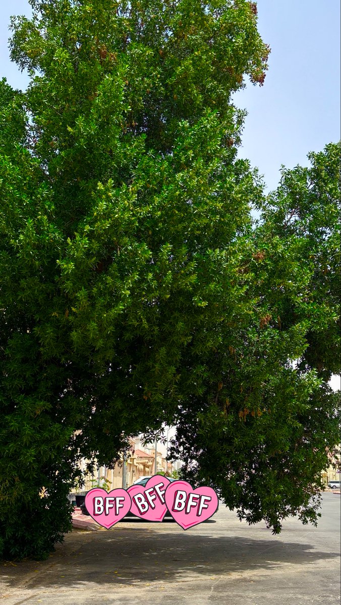 رحيل .. tweet media