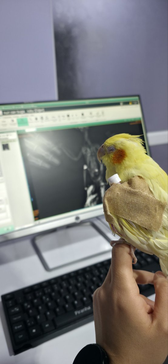 morepativet's tweet photo. Her canlının yaşamı kıymetli… 💛🐥
Minik dostumuzun tedavi sürecinde ona eşlik ediyoruz.
Bazen en büyük umut, en küçük bedende saklıdır. ✨
Bu minik savaşçıya destek olmak için yorumlara bir 💛 bırakın. 🐥🪽🐾
.
.
.
veterinerklinik #veterinerhekim #birdsofinstagram #cockatiel https://t.co/l5tazAcZie