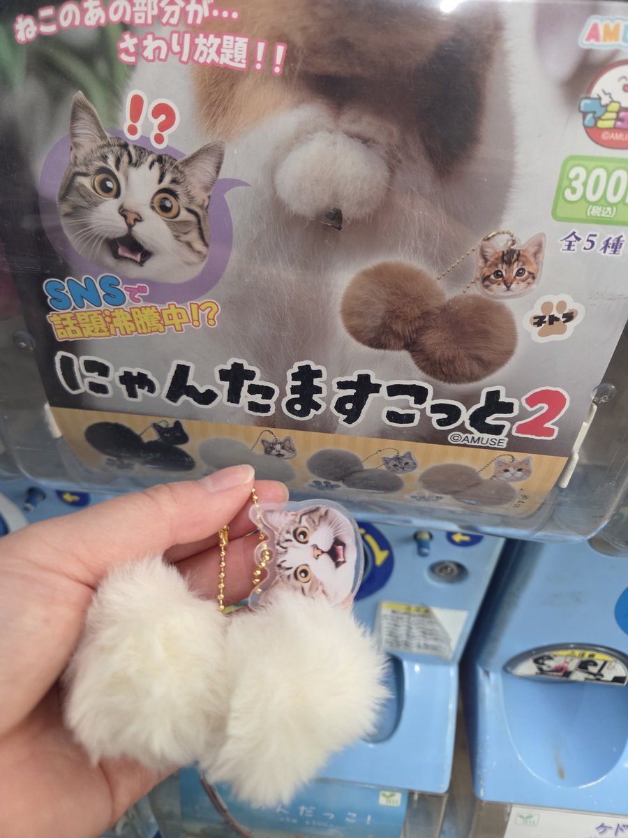 もちこ🎖️🦔 tweet media