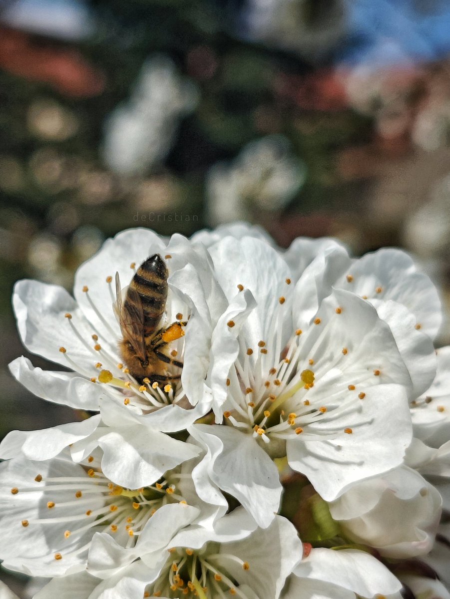 deCristian_'s tweet image. Cherries in the making. #mobilephotography #cutelefonul #PocoF6 #Snapseed #mygarden