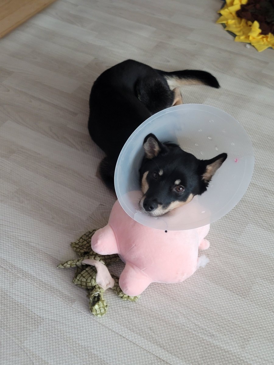 우리 막내 귀엽쬬
인형에턱베고눕기