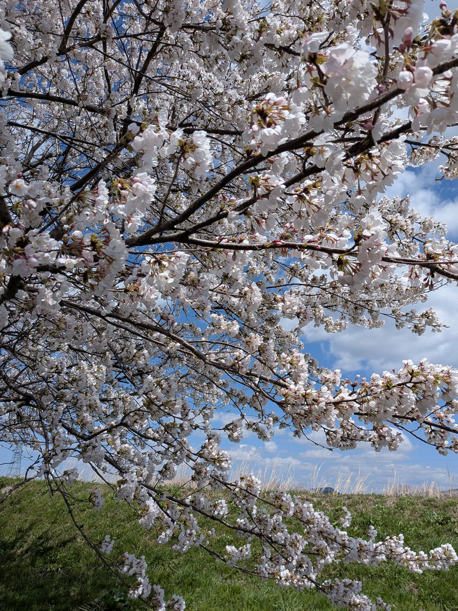 ひよこば🐤 tweet media