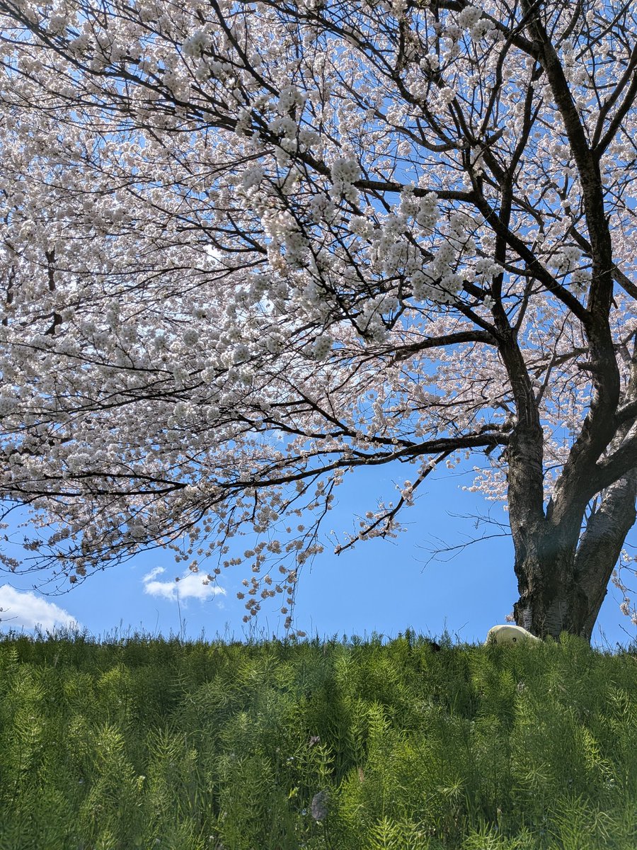 ひよこば🐤 tweet media