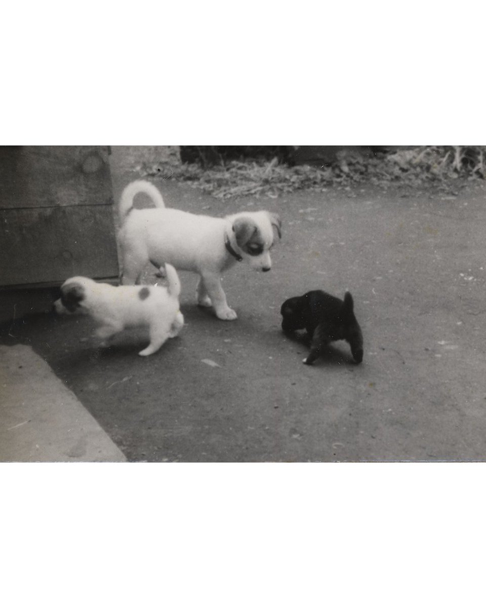 ちひろ美術館(東京・安曇野)【公式】 tweet media