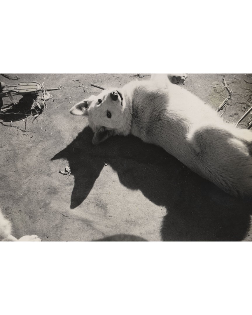 ちひろ美術館(東京・安曇野)【公式】 tweet media