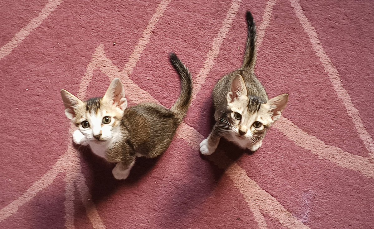 साhiबा tweet media