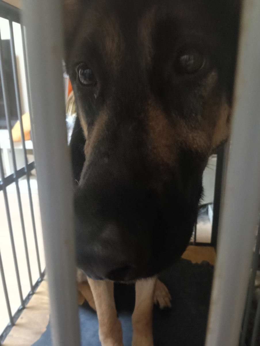 (特非)警察犬災害救助犬育成支援団体 tweet media