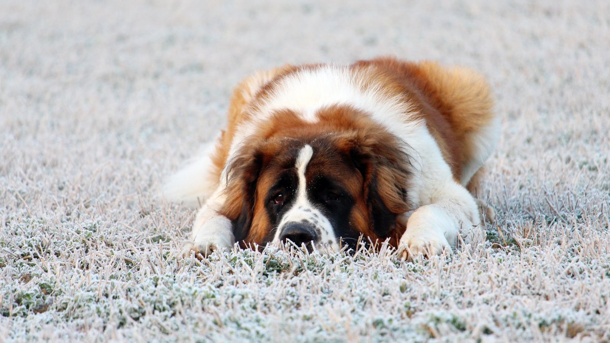 Captivating Canines tweet media