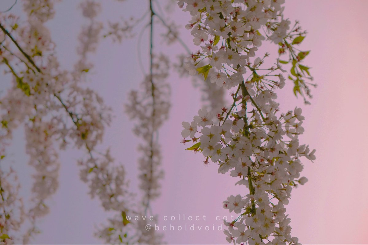 𝚌𝚘𝚝𝚎 tweet media