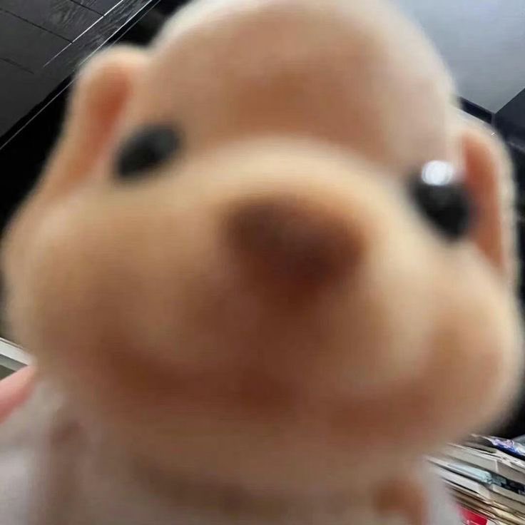 ᴅᴏᴏʟ tweet media