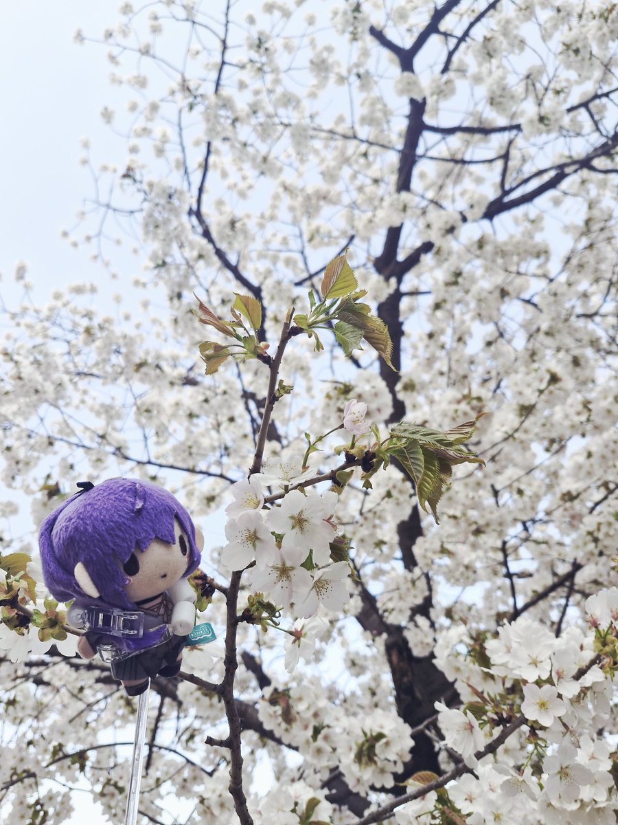 피엘 tweet media