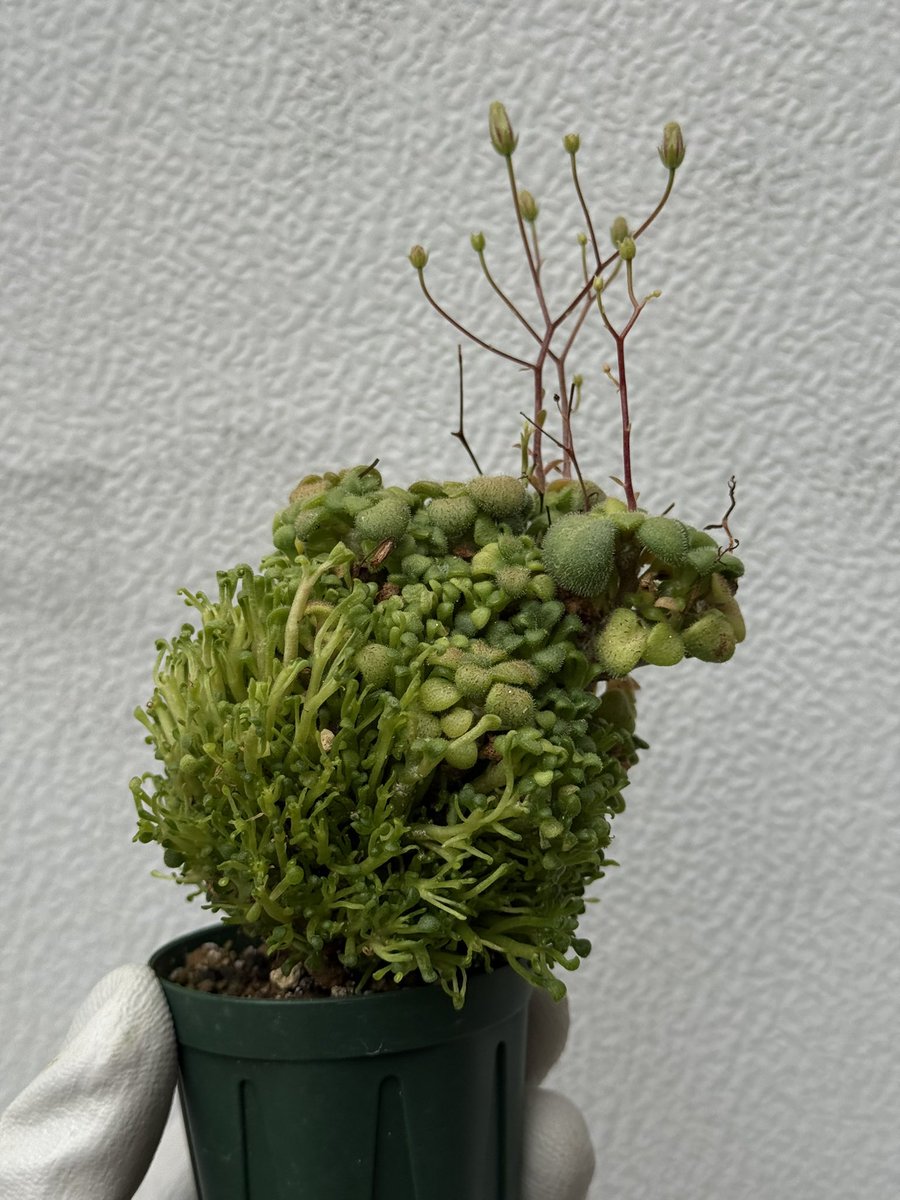awn_plants's tweet photo. 今年は花が合いそう。遺伝するかな。
#awn_tylecodon_nolteei
#awn_tylecodon
#tylecodon #チレコドン
#tylecodonnolteei
出店予定
4/11–12 樹祭一宮
4/25 Our Plants ver.2.03
5/23 京都みどりのマルシェ番外編 Vol.9
7/4 京都みどりのマルシェ番外編 Vol.10 https://t.co/h0gOKZbjKd