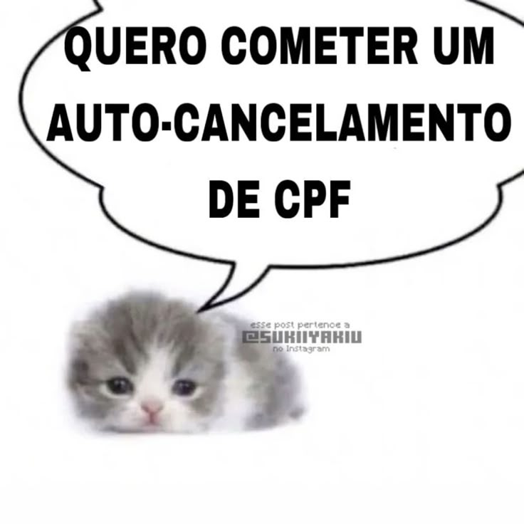 perfil dedicado a gatinhos e peitos tweet media