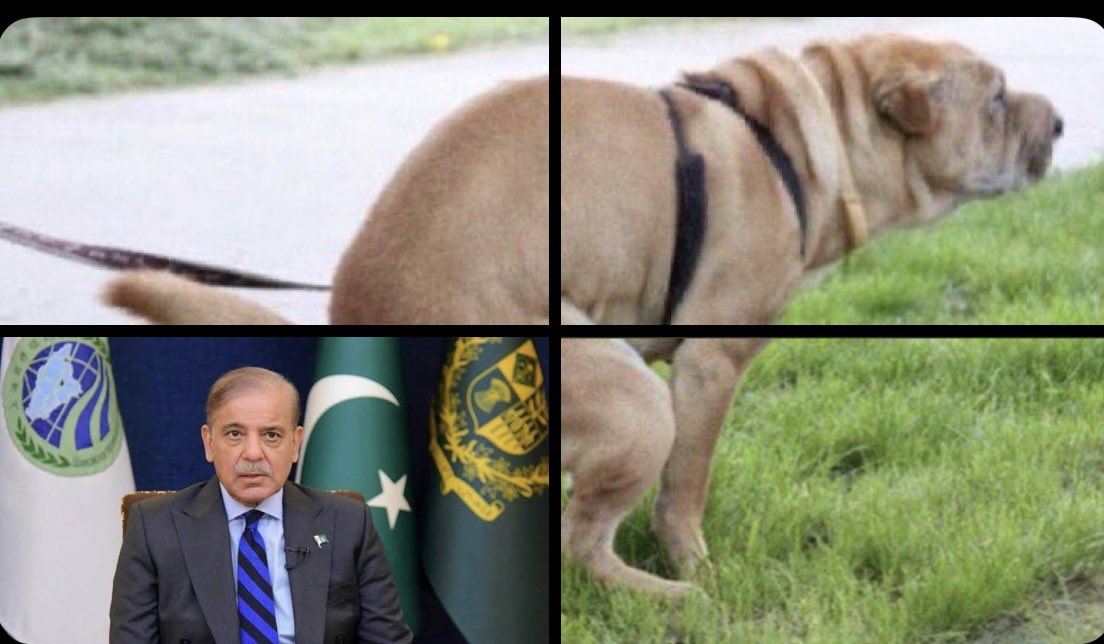 Vagsheer tweet media