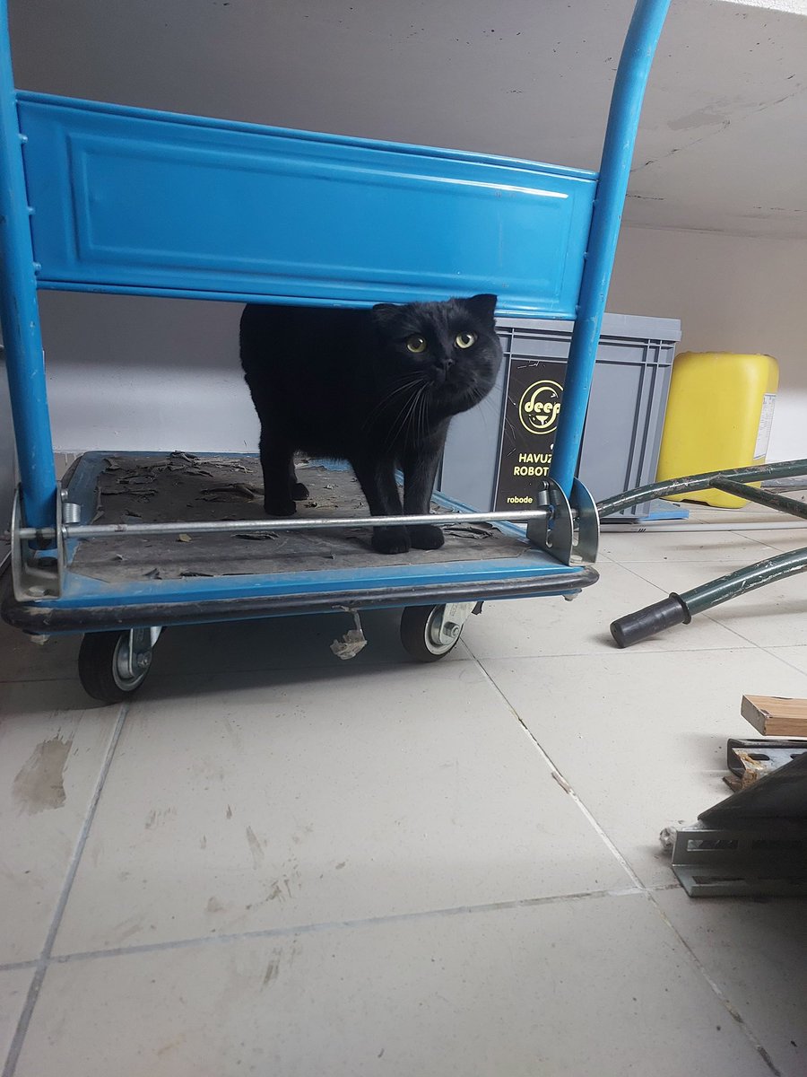 Pitperest tweet media