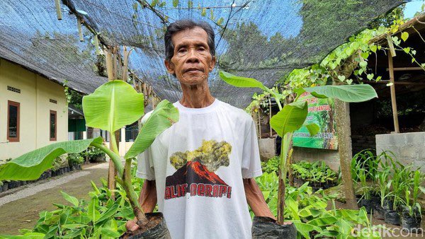 Mbah Lasiyo: Sang Profesor Pisang yg Mendunia, Meski Hanya Tamatan SD

Lasiyo Syaifudin (Mbah Lasiyo) kerap dijuluki sebagai Profesor Pisang dari Jogja. Pasalnya, ia berhasil membudidayakan pisang dan membuat obat hama dengan racikan alaminya sendiri.

Begini kisahnya: