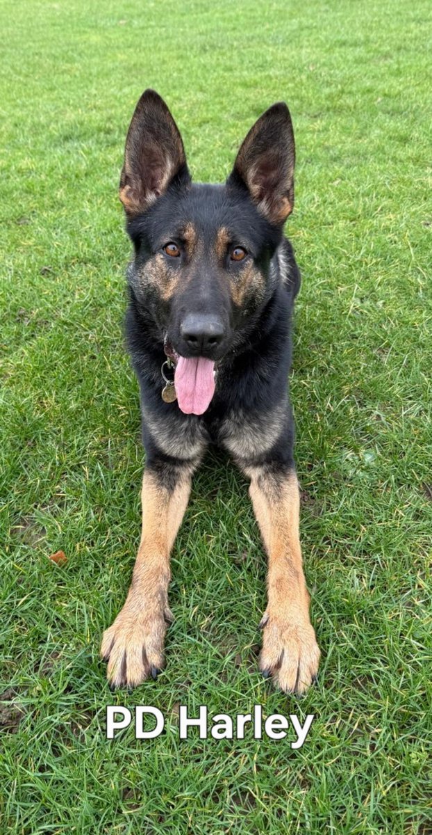 Mersey Police Dogs tweet media