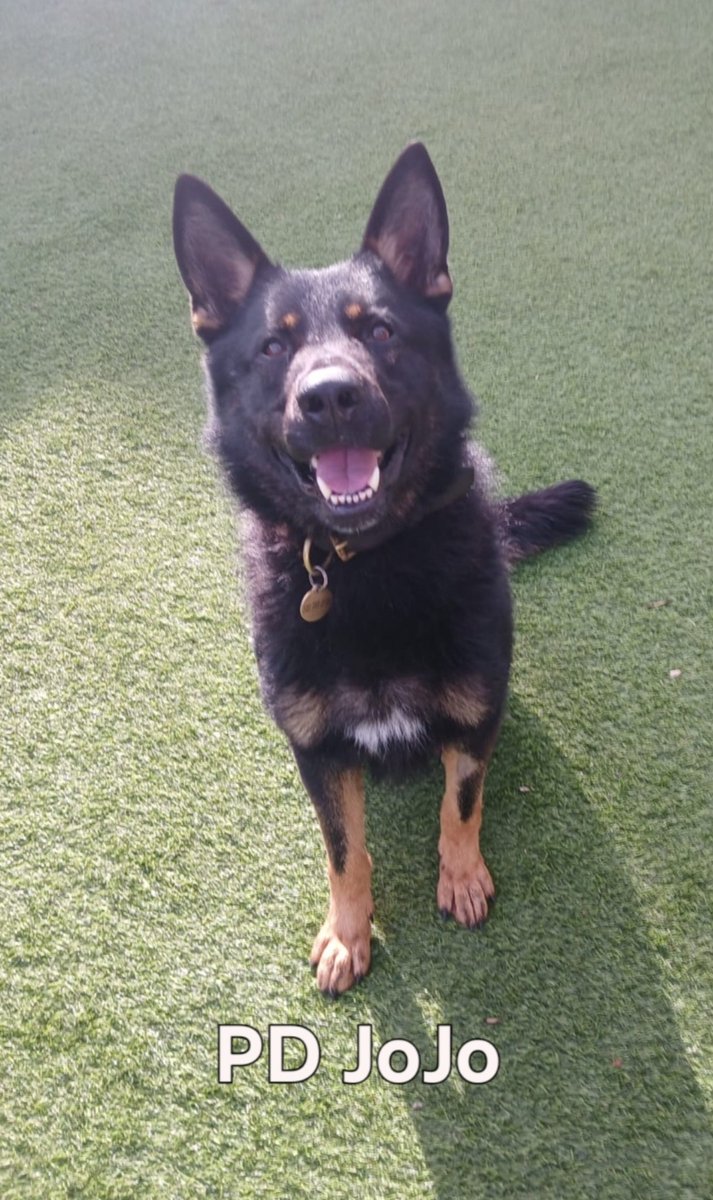 Mersey Police Dogs tweet media