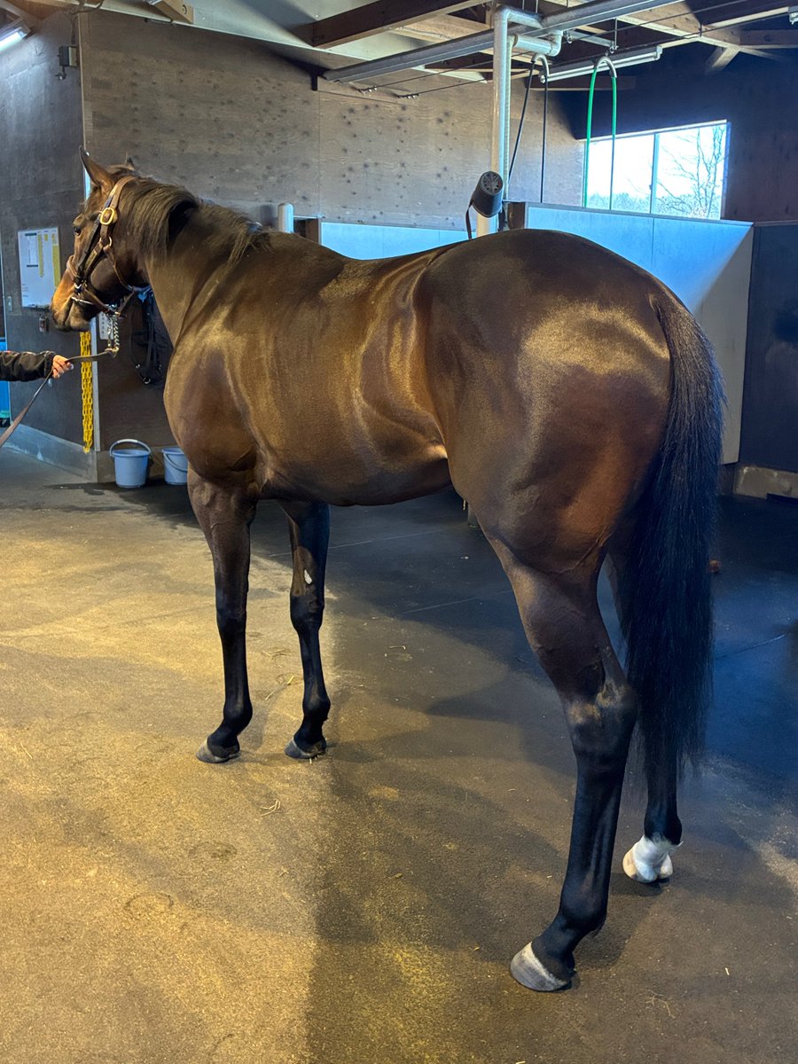 みんと^ↀᴥↀ^🌸🐎 tweet media