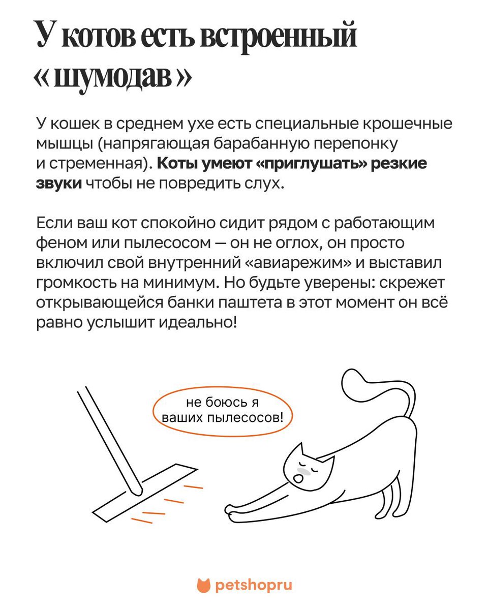 Доброхвост - благотворительный проект tweet media