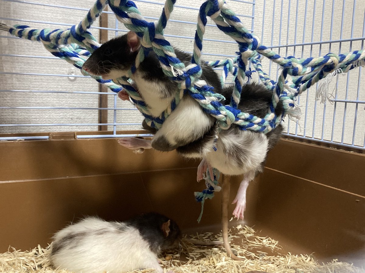 くりす tweet media