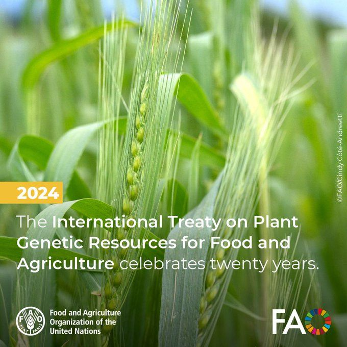 planttreaty's tweet photo. In 2024, the International Plant Treaty celebrated 20 years of safeguarding agrobiodiversity and supporting farmers worldwide. 

Part of #FAO80 and 80 years of building a better future together!

➡️ https://t.co/R4SjO72p9c

#ItAllStartsWithTheSeed #FoodSecurity https://t.co/9oIErSHn3q