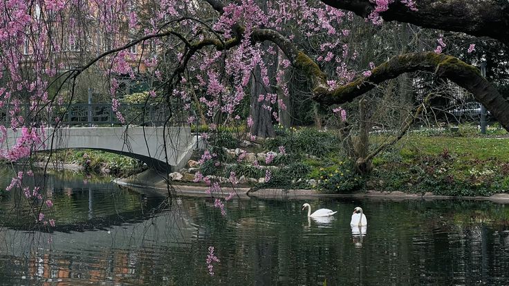 softly magical°🦢♡ tweet media