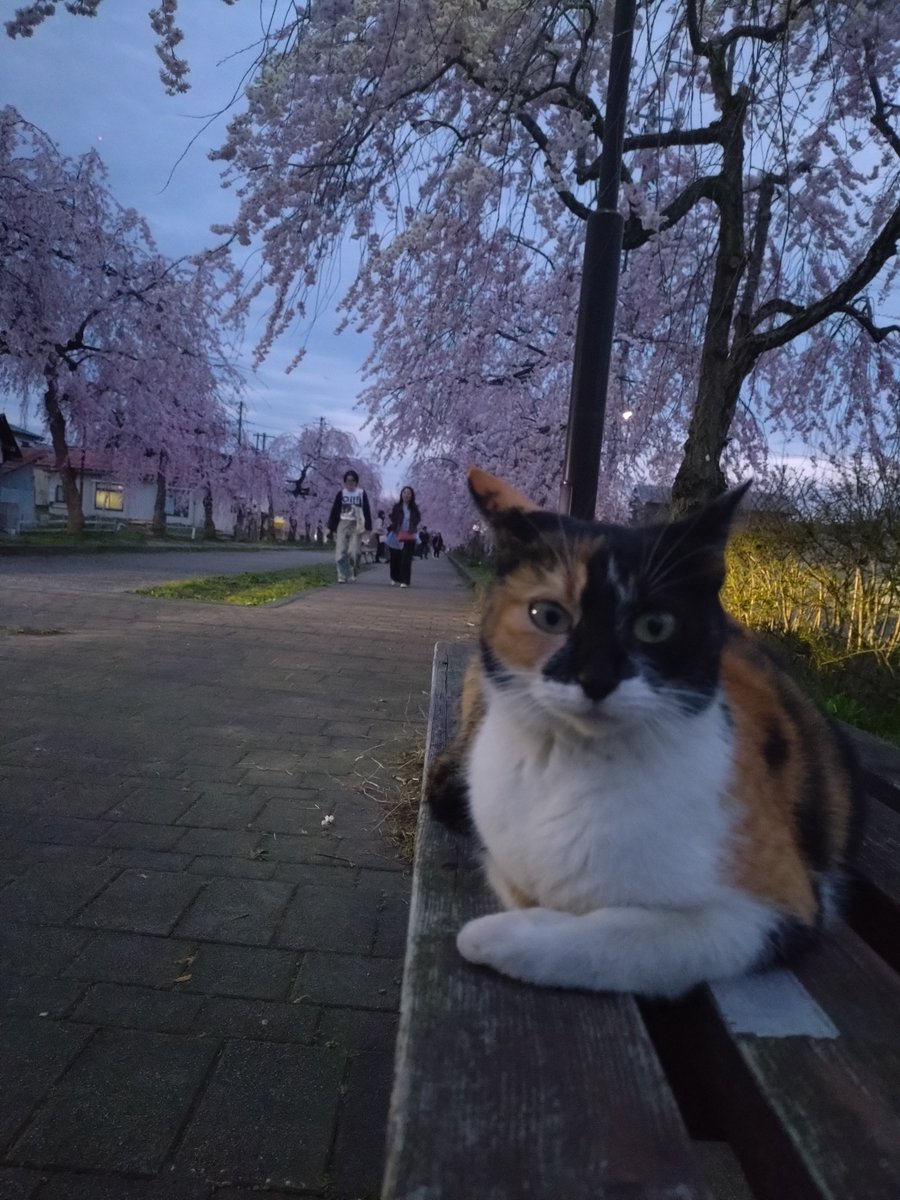 富樫 堅自@AAHM,FI tweet media