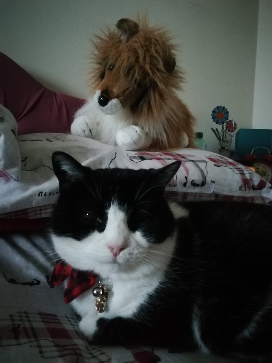 #AngelDannyBoy #AngelSamiCat tweet media
