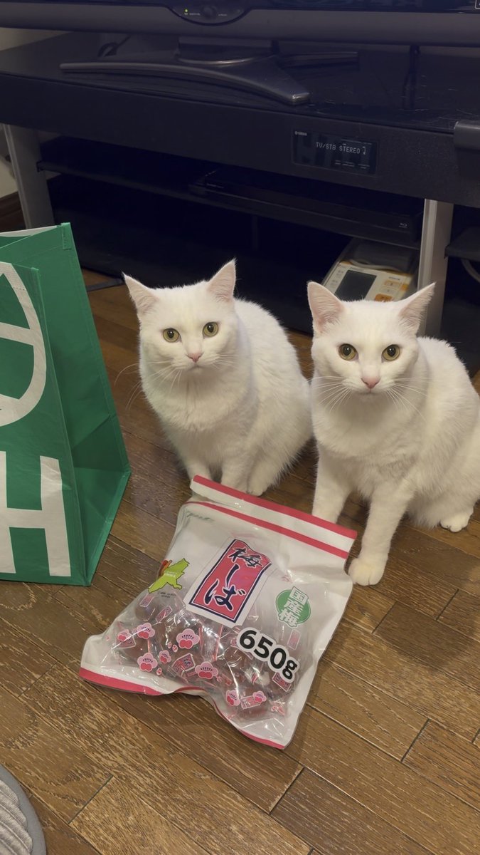 ぽむりんとぽわたん tweet media